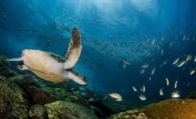 8 Juni, Hari Laut Sedunia Sejarah dan Tujuanya