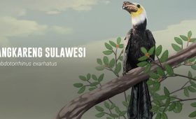 Kangkareng Sulawesi, Jenis Istimewa yang Hanya Ada di Indonesia