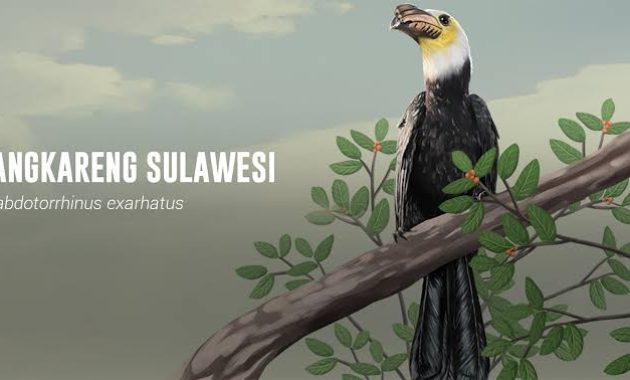 Kangkareng Sulawesi, Jenis Istimewa yang Hanya Ada di Indonesia