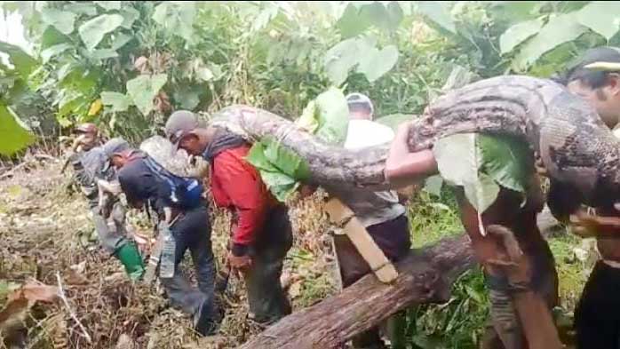 Warga Desa Latompe, Kecamatan Lawa, Kabupaten Muna Barat, Sulawesi Tenggara, memikul ular piton sepanjang 7 meter yang telah dibunuh. Ular tersebut pertama kali ditemukan pada Rabu (21/9/2022) sekitar pukul 09.00 WITa, di area lahan perkebunan. Foto/ist