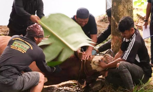 Polda Sulawesi Tenggara (Sultra) kembali melaksanakan tradisi penyembelihan hewan kurban dengan jumlah yang cukup besar di momentum hari raya Iduladha tahun 1444 H/2023, Kamis (29/6/2023). Foto/ist