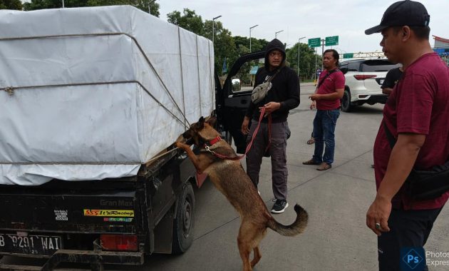 Direktorat Tindak Pidana Narkoba Bareskrim Polri melakukan Operasi Seaport Interdiction dengan melibatkan 6 ekor anjing K9 di Pelabuhan Bakauheni Lampung, selama 10 hari, dari tanggal 3 Maret 2024 sampai 12 Maret 2024. Foto/dokumen Humas Polri