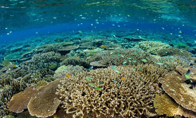 Riset: Terumbu Karang Yang Rusak Akibat Bom Ikan Sulit Pulih Alami, Bahkan Setelah Puluhan Tahun